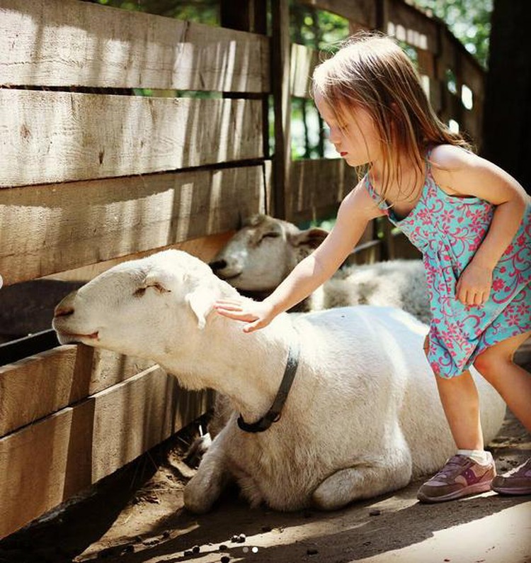 Aksi Bocah Bermain Dengan Hewan Ternak